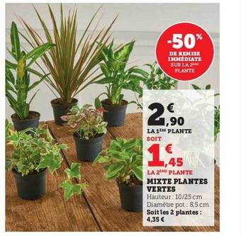 Super U Mixte plantes vertes offre