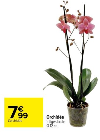 Carrefour Orchidee offre