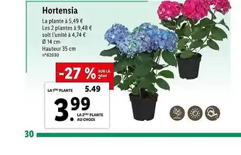 Lidl Hortensia offre