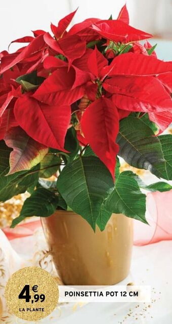 Intermarché Poinsettia pot 12 cm offre