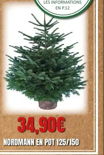Nordmann En Pot 125/150