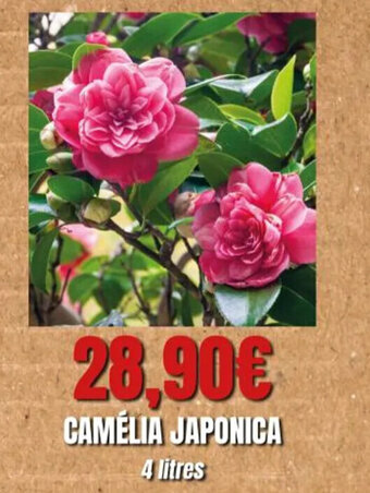 Camélia Japonica