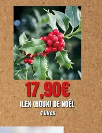 Ilex Houx de Noel