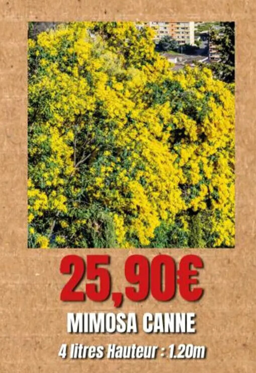 Promo Mimosa Canne chez E.Leclerc