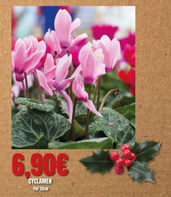E.Leclerc Cyclamen offre