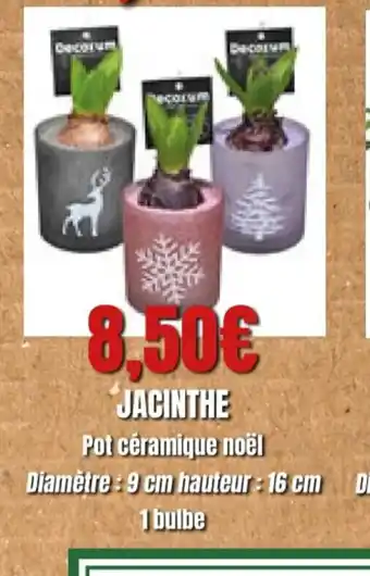 Jacinthe