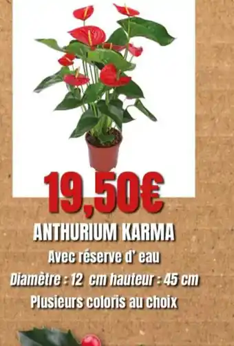 Anthurium Karma
