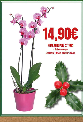 E.Leclerc Phalaenopsis 2 Tiges offre