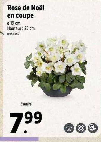 Lidl Rose de noël en coupe offre