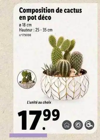 Lidl Composition de cactus en pot déco offre