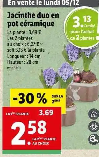 Lidl Jacinthe duo en pot céramique offre