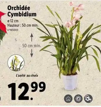 Lidl Orchidée cymbidium offre