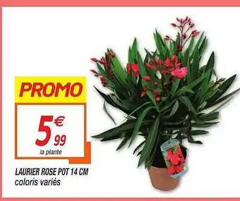 Netto Laurier Rose Pot 14 Cm offre
