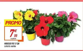 Hibiscus Pot 17 Cm