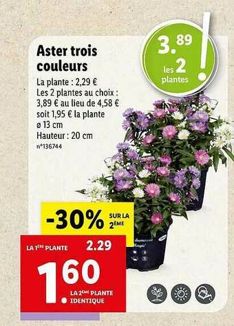 Lidl Aster Trois Couleurs offre