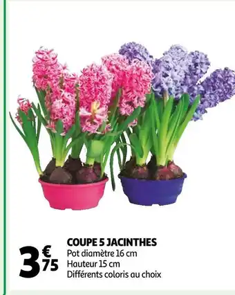 Auchan Coupe 5 jacinthes offre