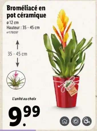 Lidl Bromeliace En Pot Ceramique offre