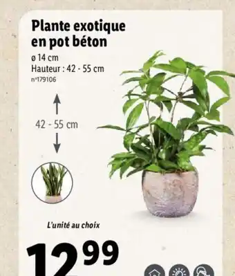 Plante Exotique En Pot Beton