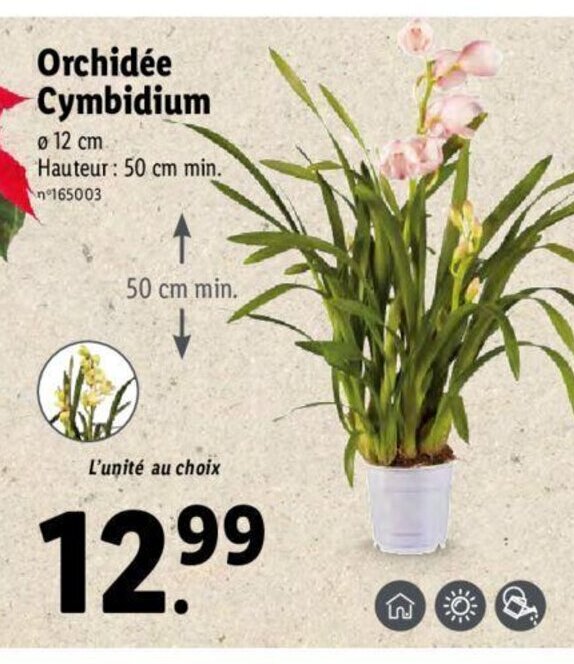 Promo Orchidee Cybidium chez Lidl