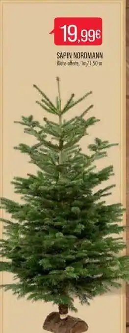 Sapin nordmann