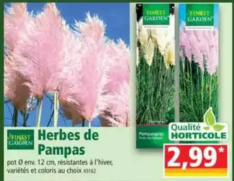 Norma Herbes De Pampas Finest Garden offre