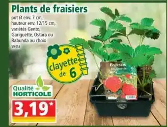 Norma Plants De Fraisiers offre