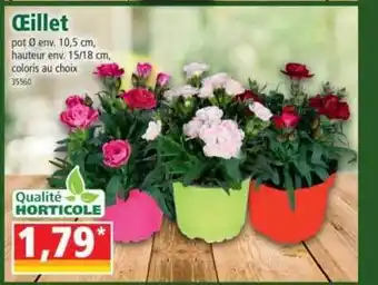 Norma œillet offre