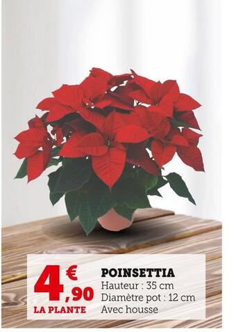 Poinsettia