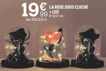 Centrakor La rose sous cloche + led offre