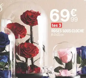 Centrakor Roses sous cloche offre