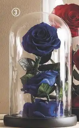 Centrakor Roses sous cloche offre