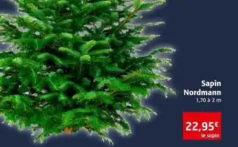 Colruyt Sapin nordmann offre