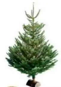 Intermarché Hyper Sapin nordmann coupé 150/175 cm avec bûche offerte offre