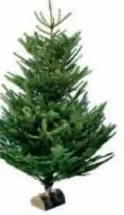 Intermarché Hyper Sapin nordmann coupé 175/200 cm avec bûche offerte offre