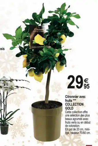 Citronnier Avec Fruits Collection Gold