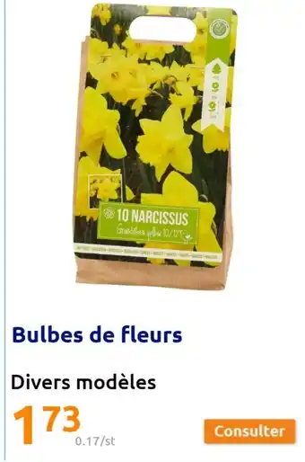 Action Bulbes de Fleurs offre