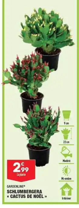 Schlumbergera «cactus de noël» gardenline