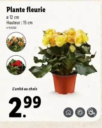 Lidl Plante Fleurie offre