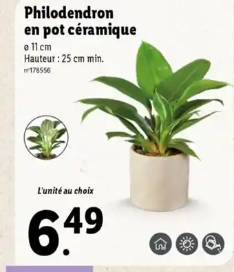 Lidl Philodendron en Pot Céramique offre
