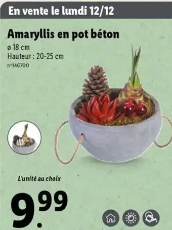 Lidl Amaryllis en Pot Béton offre