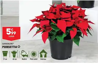 Poinsettia