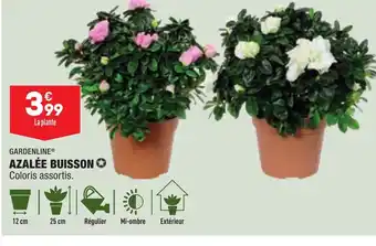 Azalée Buisson