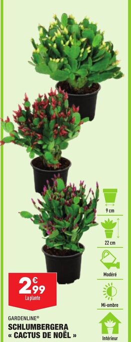 ALDI Schlumbergera Cactus de Noël offre