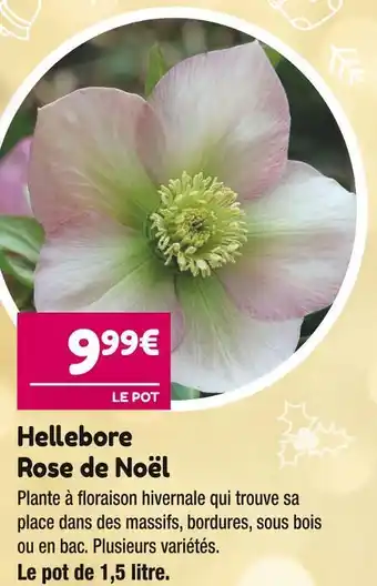 Point Vert Hellebore rose de noël offre