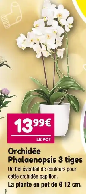 Orchidée phalaenopsis 3 tiges