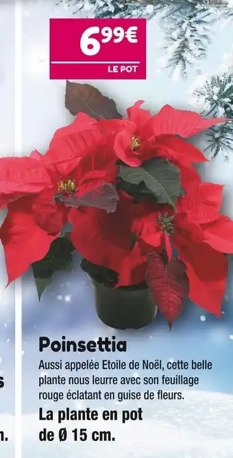 Point Vert Poinsettia offre