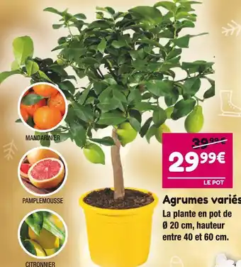 Agrumes variés