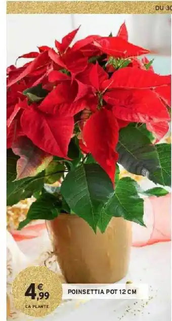 Intermarché Poinsettia pot 12 cm offre
