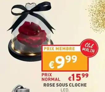 Trafic Rose sous cloche offre