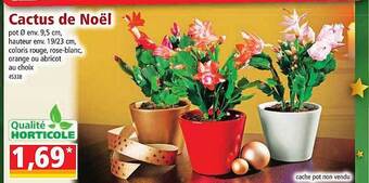 Norma Cactus de noël offre